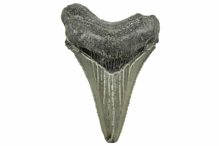 Serrated Angustidens Tooth - Megalodon Ancestor #326345